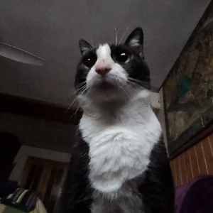 Manuel Miguel García Viedma